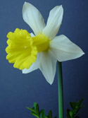 Daffodils for the Deep South