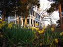 Daffodils in Early Southern Gardens