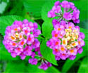 Athens Select Plants:  Giving the Southern Gardener a Fighting Chance