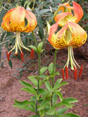 The Carolina Lily:  Michaux's Discovery Still Prized by Gardeners