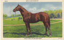 Man o'War:  The Wonder Horse